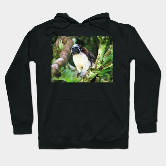 White Chested Monkey Perching in Tree Hoodie by julyperson